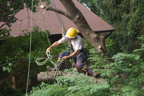 Professional Tree Care in Talty, TX